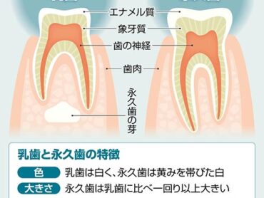 乳歯は永久歯より白いって本当？？のアイキャッチ画像