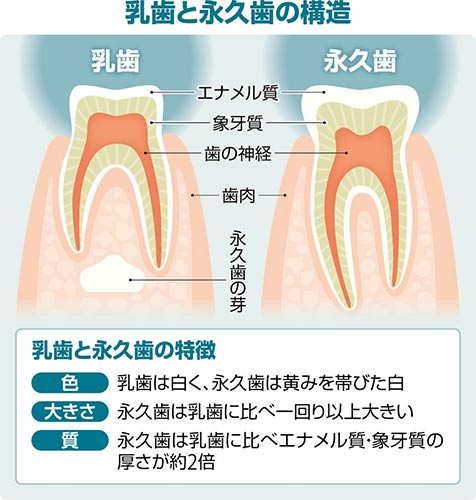 乳歯は永久歯より白いって本当？？のアイキャッチ画像